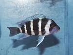 Cyphotilapia gibberosa Musenga