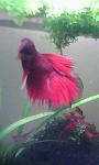 IMG0194A