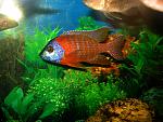 Aulonocara red rubin