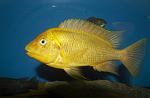 Petrochromis sp. "Moshi Yellow" Mabilibili