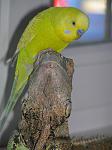 P6070006
