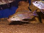Cuningtonia longiventralis
