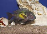 Tropheus sp. Kalambo