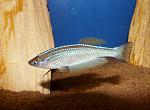 Lamprichthys tanganicanus
