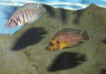 Altolamprologus compressiceps Kasanga Gold Head
