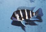 Cyphotilapia gibberosa Musenga 2