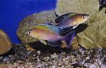 Cyprichromis sp. "Leptosoma Jumbo" Chaitika - male