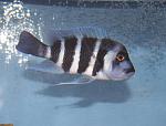 Cyphotilapia gibberosa Mikula