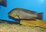 Petrochromis polyodon Mtoto 2