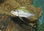 Ophthalmotilapia ventralis Samazi