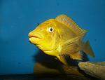 Petrochromis sp. "Moshi Yellow" Mabilibili 2