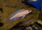 Paracyprichromis nigripinnis blue neon