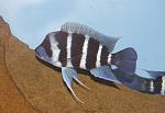 Cyphotilapia gibberosa Mikula 2