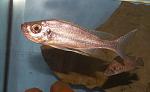 Haplotaxodon microlepis
