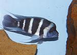 Cyphotilapia gibberosa Mikula