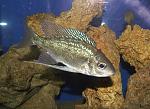 Cyathopharynx foai Ilangi