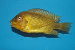 Petrochromis sp. "Moshi Yellow" Mabilibili 3