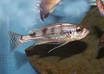 Haplotaxodon microlepis 2