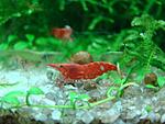 Neocaridina heterpoda var. red -Red Cherry Shrimp