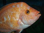   - Amphilophus labiatus