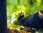 P7080055 resize