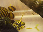 P7070004 resize