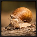 Nikon D700 + Nikkor 135 f2D AF DC 
iso800, f11, 1/750 
.