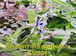 Heteranthera zosterifolia