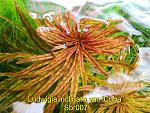 Ludwigia inclinata var. verticillata Cuba