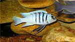 Cynotilapia hara Gallireya Reef