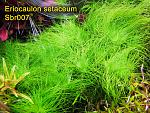 Eriocaulon setaceum
