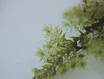 Triangl moss1