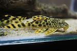 Peckoltia sabaji L075, L124