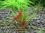 riocaulon red