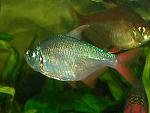 RSCN6839   (Hypbessobrycon columbianus) 