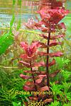 Rotala macrandra