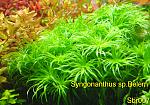 Syngonanthus sp.Belem