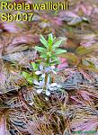 Rotala wallichii