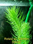 Rotala sp. Vietnam