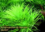 Syngonanthus sp Manaus
