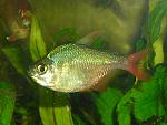 RSCN6807   ( Hypbessobrycon columbianus ) 