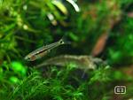 Boraras Uropthalmoides