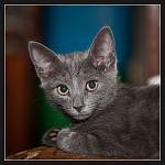 Nikon D700 + Micro-Nikkor 105 f2,8G VR 
SB-700 
iso400, 1\1500, f3