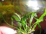 Microsorium pteropus 'Narrow leaf'Amano