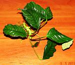 Anubias barteri var. coffeefolia