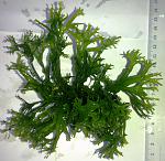 Microsorum pteropus Windelov