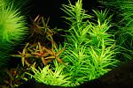 28\06\2011- Rotala macrandra red "Narrow Leaf" + Didiplis diandra.