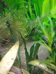  Microsorum sp. "Taiwan"