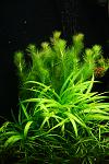 - Rotala sp. Vietnam