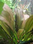 Echinodorus 'Panagabri'